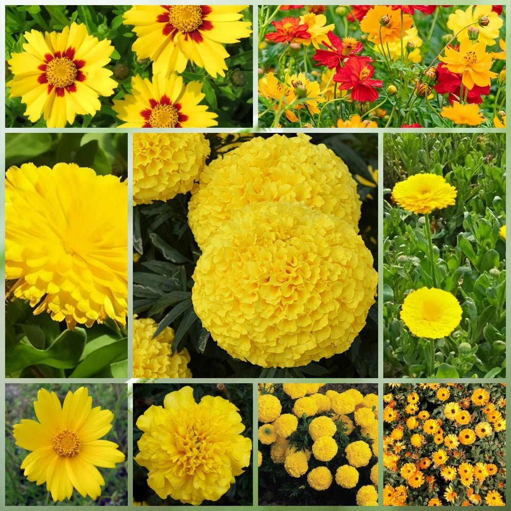 Wildflower Seeds - Yellow Mix Includes African Marigold, Coreopsis, Calendula, etc. - Verdseeds